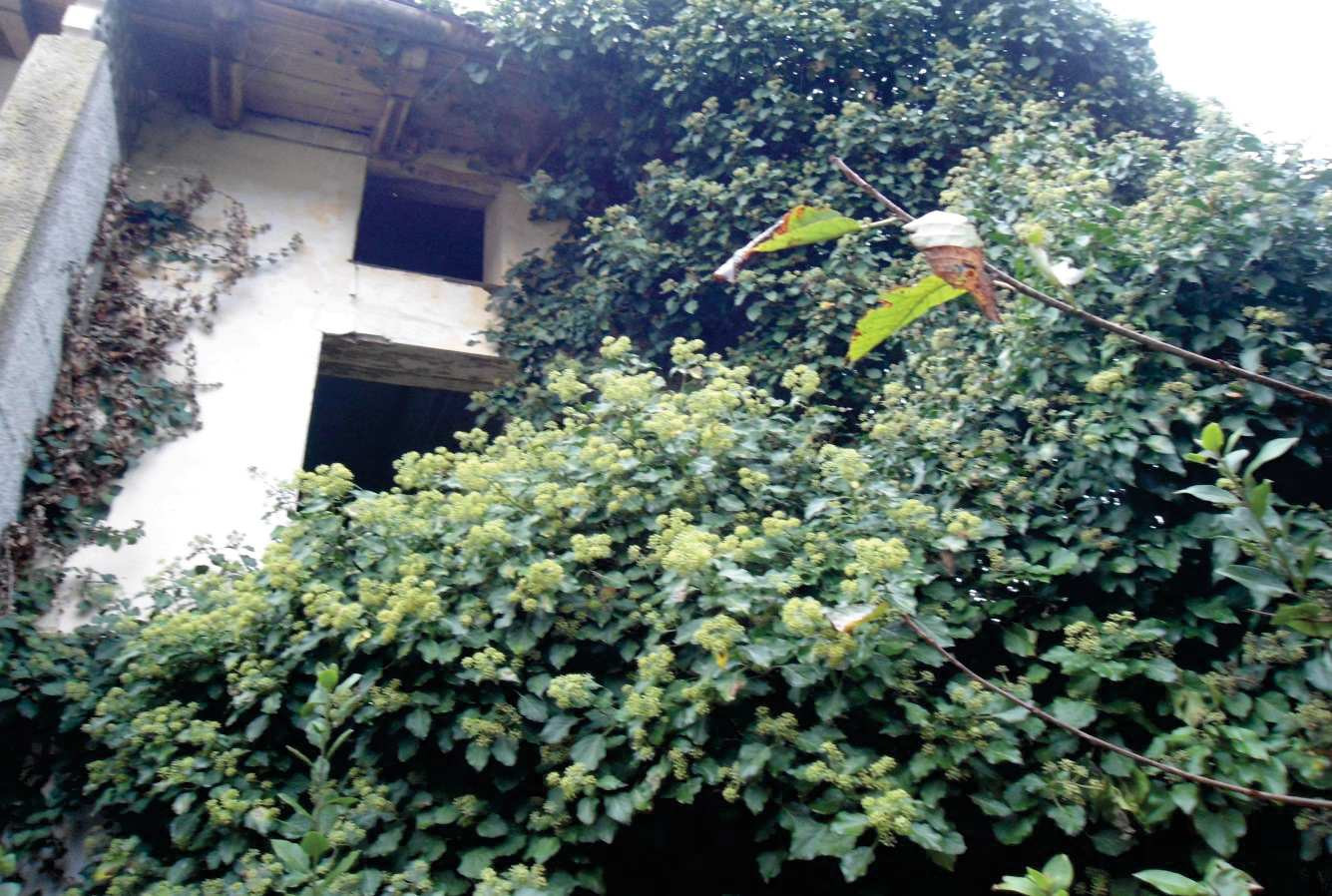 Abitazione di tipo economico immobile residenziale