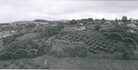 Immobile Procedura 141 2024