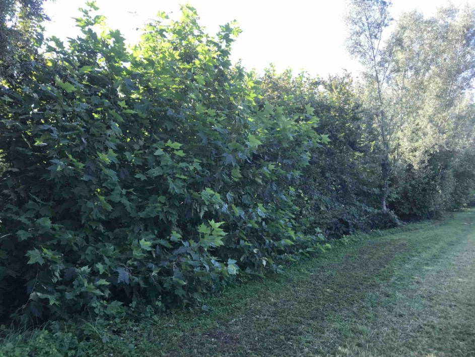 Lotto edificabile altra categoria