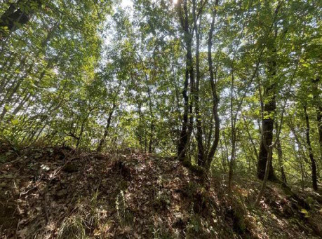 Legalemte.net Legalemte.net