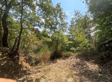 Immobile Procedura 78 2024