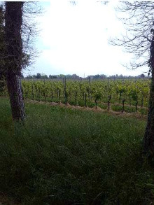 Immobile Procedura 385 2018