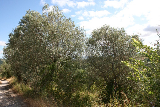 Legalemte.net Legalemte.net