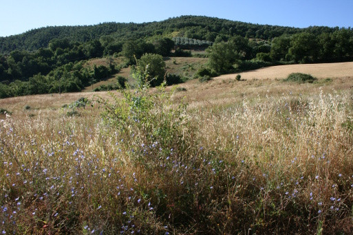 Legalemte.net Legalemte.net